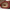 UGG Tazz for Women