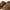 UGG Tazz for Women
